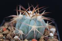 Echinocactus horizonthalonius VZD 055
